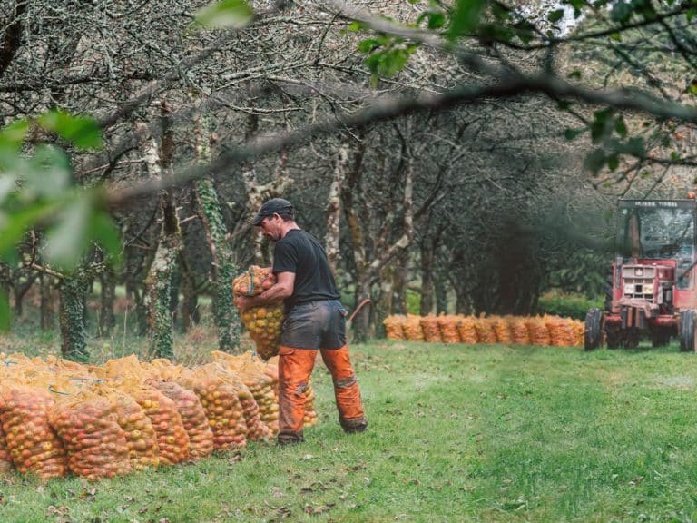 Photo ramassage des pommes à cidre