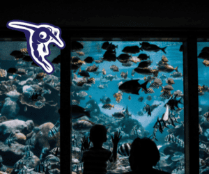 Observation d'un aquarium avec diverses espèces marines.